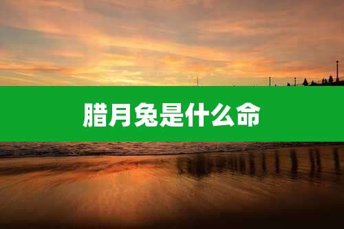 腊月兔是什么命