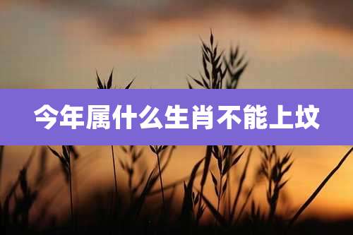 今年属什么生肖不能上坟