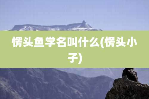 愣头鱼学名叫什么(愣头小子)