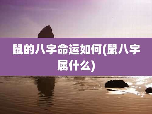 鼠的八字命运如何(鼠八字属什么)