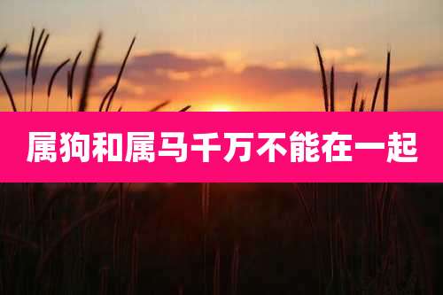 属狗和属马千万不能在一起
