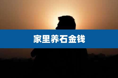 家里养石金钱