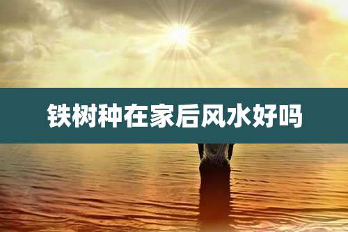 铁树种在家后风水好吗