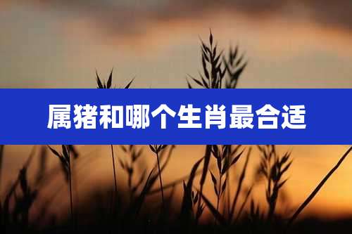 属猪和哪个生肖最合适