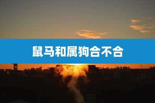 鼠马和属狗合不合
