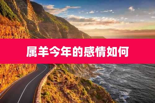 属羊今年的感情如何