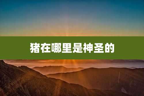 猪在哪里是神圣的