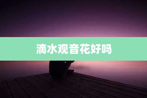 滴水观音花好吗