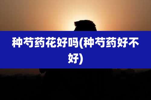 种芍药花好吗(种芍药好不好)