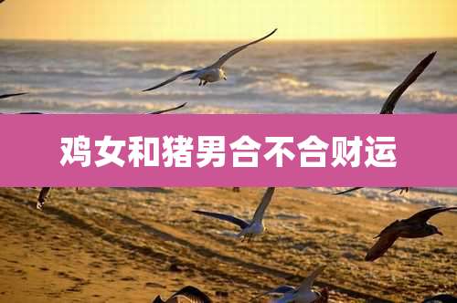 鸡女和猪男合不合财运