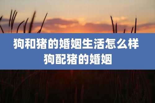 狗和猪的婚姻生活怎么样 狗配猪的婚姻