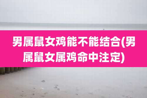 男属鼠女鸡能不能结合(男属鼠女属鸡命中注定)