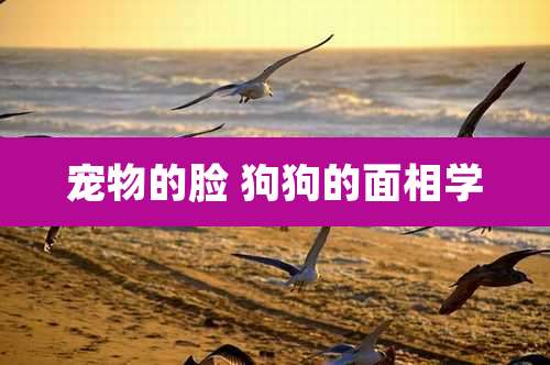 宠物的脸 狗狗的面相学