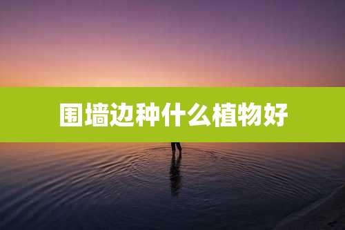 围墙边种什么植物好