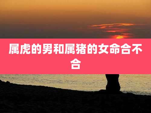 属虎的男和属猪的女命合不合