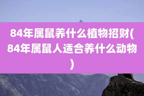 84年属鼠养什么植物招财(84年属鼠人适合养什么动物)