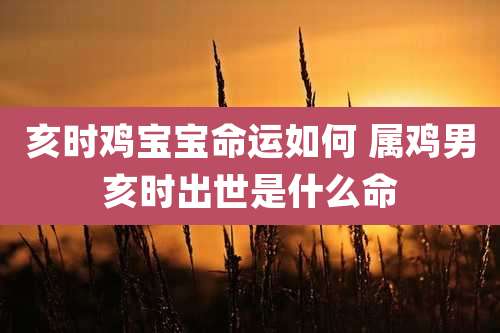 亥时鸡宝宝命运如何 属鸡男亥时出世是什么命