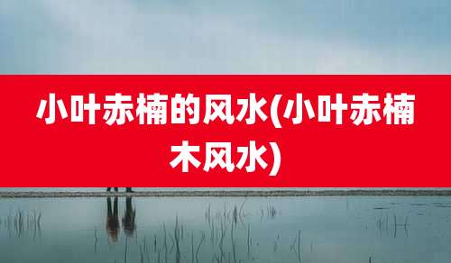 小叶赤楠的风水(小叶赤楠木风水)