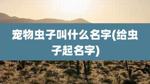 宠物虫子叫什么名字(给虫子起名字)