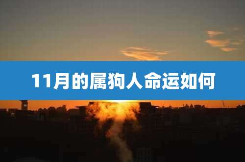 11月的属狗人命运如何