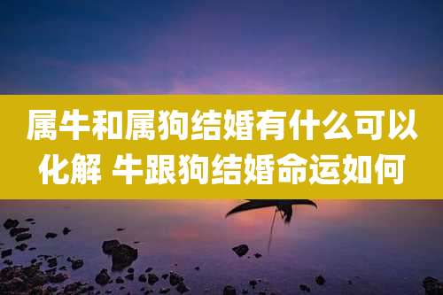 属牛和属狗结婚有什么可以化解 牛跟狗结婚命运如何