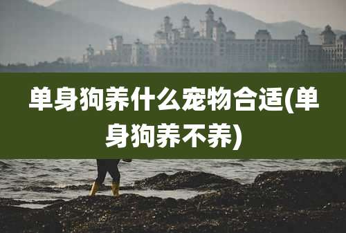 单身狗养什么宠物合适(单身狗养不养)