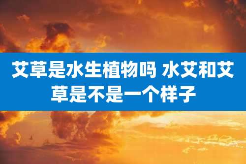 艾草是水生植物吗 水艾和艾草是不是一个样子