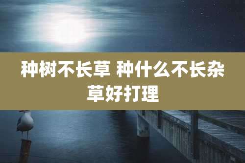 种树不长草 种什么不长杂草好打理