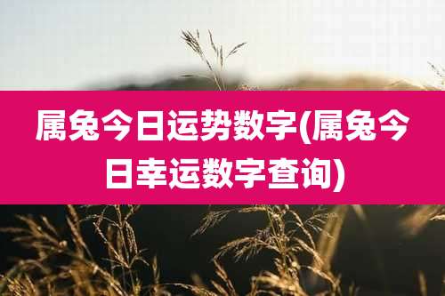 属兔今日运势数字(属兔今日幸运数字查询)