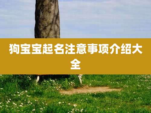 狗宝宝起名注意事项介绍大全