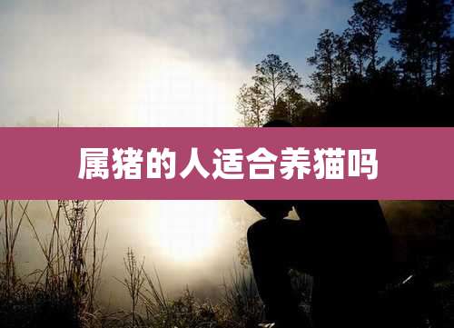 属猪的人适合养猫吗