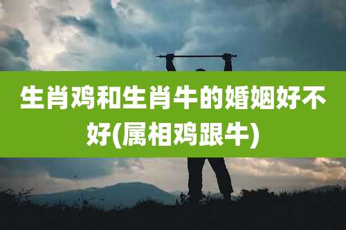 生肖鸡和生肖牛的婚姻好不好(属相鸡跟牛)