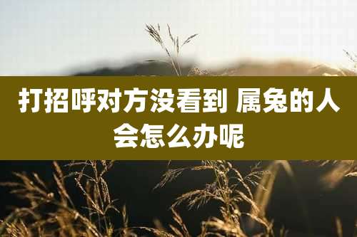 打招呼对方没看到 属兔的人会怎么办呢