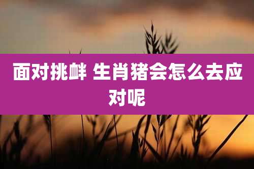 面对挑衅 生肖猪会怎么去应对呢