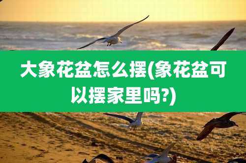 大象花盆怎么摆(象花盆可以摆家里吗?)