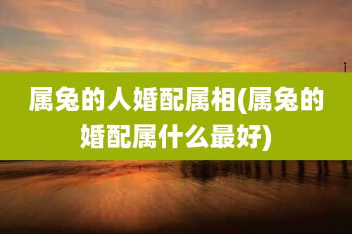 属兔的人婚配属相(属兔的婚配属什么最好)