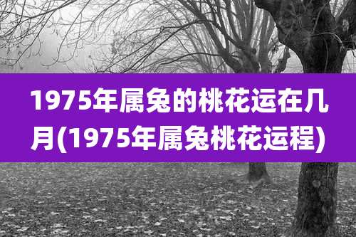 1975年属兔的桃花运在几月(1975年属兔桃花运程)