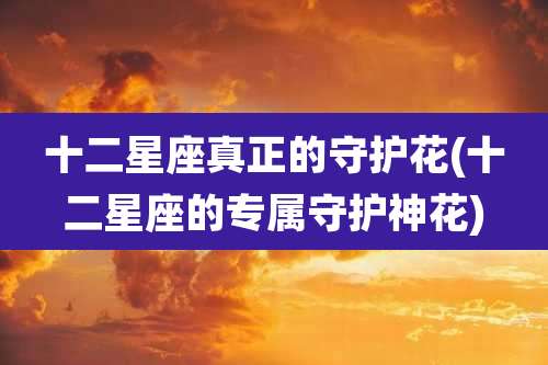 十二星座真正的守护花(十二星座的专属守护神花)