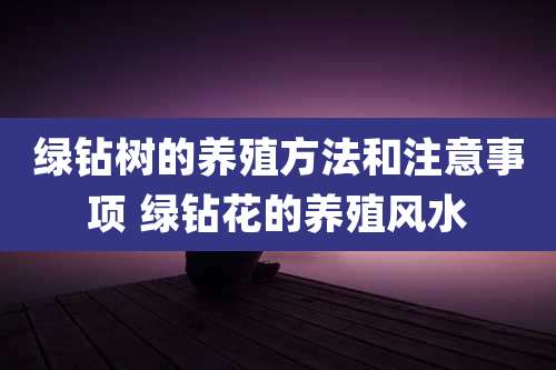绿钻树的养殖方法和注意事项 绿钻花的养殖风水