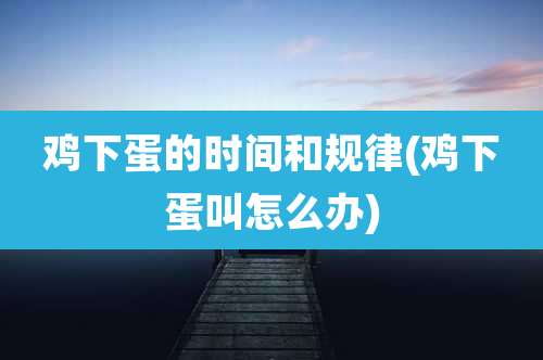 鸡下蛋的时间和规律(鸡下蛋叫怎么办)