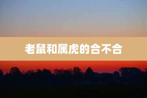 老鼠和属虎的合不合