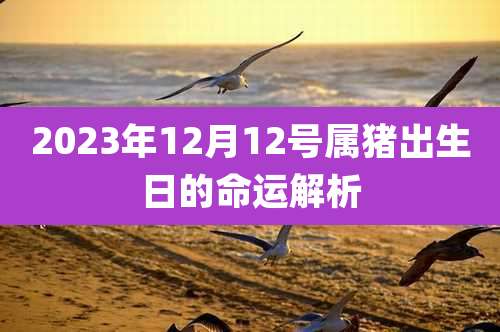 2023年12月12号属猪出生日的命运解析