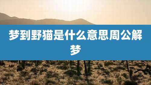 梦到野猫是什么意思周公解梦