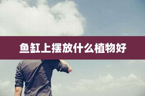 鱼缸上摆放什么植物好