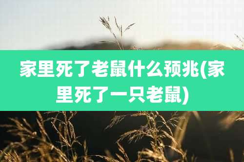 家里死了老鼠什么预兆(家里死了一只老鼠)