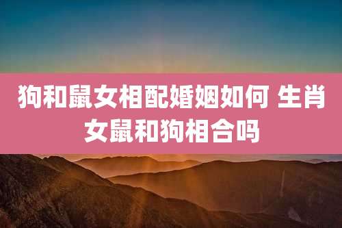 狗和鼠女相配婚姻如何 生肖女鼠和狗相合吗