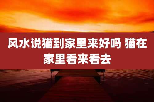 风水说猫到家里来好吗 猫在家里看来看去