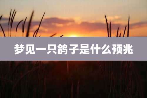 梦见一只鸽子是什么预兆