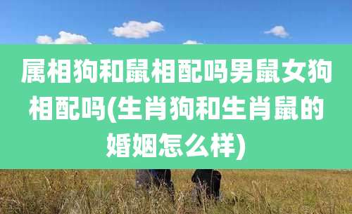 属相狗和鼠相配吗男鼠女狗相配吗(生肖狗和生肖鼠的婚姻怎么样)
