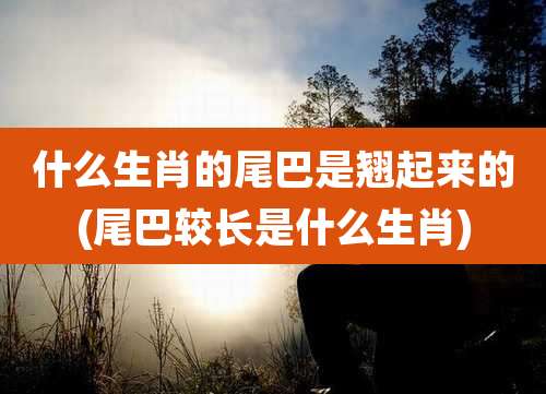 什么生肖的尾巴是翘起来的(尾巴较长是什么生肖)